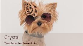  Presentation with puppy - Presentation theme having picture-of-adorable-little-yorkie background and a mint green colored foreground
