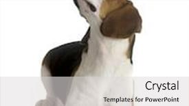 Presentation with beagle dog - Audience pleasing presentation theme consisting of picture of beagle dog looking to the top backdrop and a light gray colored foreground