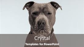  Presentation with leash - Presentation design featuring picture-of-beautiful-american-staffordshire background and a dark gray colored foreground