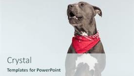  Presentation with american bull dog - Presentation having picture-of-beautiful-american-staffordshire background and a sky blue colored foreground