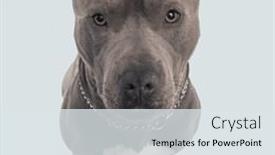  Presentation with leash - PPT theme having picture-of-beautiful-american-staffordshire background and a sky blue colored foreground