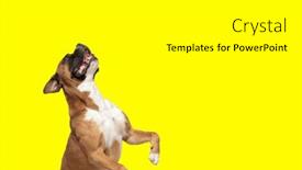  Presentation with boxer dog - 