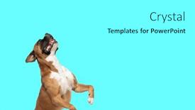  Presentation with boxer dog - Presentation theme having picture-of-beautiful-boxer-dog and a white colored foreground