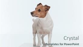  Presentation with russell - Theme having picture-of-beautiful-jack-russell background and a sky blue colored foreground