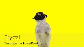  Presentation with dog - Presentation design having picture-of-beautiful-pug-dog and a yellow colored foreground