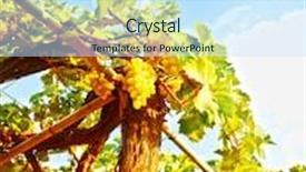  Presentation with viticulture - Audience pleasing PPT theme consisting of picture of beautiful vineyard green grape valley fresh ripe fruits harvest season of grapes viticulture in countryside garden of winery grape wine industry bunch of sweet vines healthy eating backdrop and a sky blue colored foreground