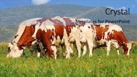  Presentation with cow milk - Cool new presentation design with picture of brown cows grazing backdrop and a  colored foreground