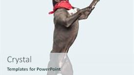  Presentation with dance - PPT layouts with picture-of-cute-american-staffordshire background and a sky blue colored foreground