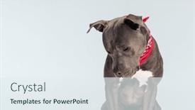  Presentation with gloomy - Theme having picture-of-cute-american-staffordshire background and a sky blue colored foreground