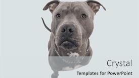  Presentation with leash - PPT layouts featuring picture-of-cute-american-staffordshire background and a light gray colored foreground