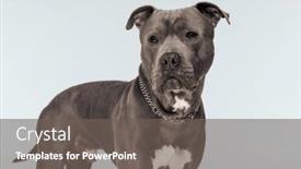  Presentation with leash - PPT theme consisting of picture-of-cute-american-staffordshire background and a gray colored foreground