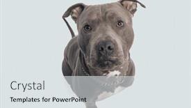  Presentation with leash - Presentation theme with picture-of-cute-american-staffordshire background and a light gray colored foreground