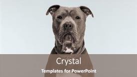  Presentation with leash - Presentation having picture-of-cute-american-staffordshire background and a violet colored foreground