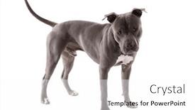  Presentation with leash - Slides consisting of picture-of-cute-american-staffordshire background and a white colored foreground