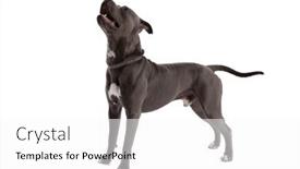  Presentation with leash - Slide set having picture-of-cute-american-staffordshire background and a white colored foreground