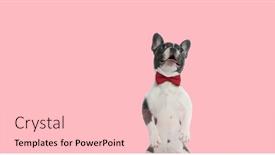 Presentation with dog - Presentation theme with picture-of-cute-french-bulldog background and a lemonade colored foreground