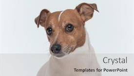  Presentation with russell - 