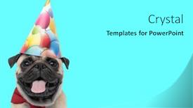  Presentation with cute birthday - Slide set enhanced with picture-of-cute-pug-dog and a white colored foreground