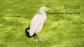  Presentation with egypt - Slides with picture-of-egypt-egret-bird background and a  colored foreground