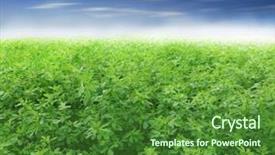  Presentation with green soccer field sport - PPT theme consisting of picture of green clover field background and a forest green colored foreground