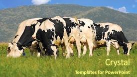  Presentation with cow milk - PPT layouts with picture of holstein cow herd background and a tawny brown colored foreground