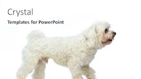  Presentation with leash - Slide deck enhanced with picture-of-little-bichon-dog background and a white colored foreground