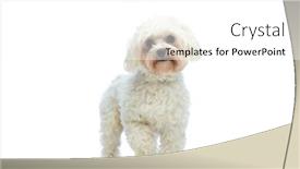  Presentation with paw - 