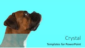  Presentation with boxer dog - Presentation design enhanced with picture-of-little-boxer-dog background and a white colored foreground