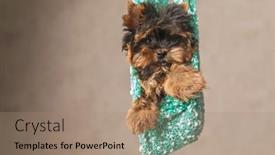 Presentation with puppy - PPT theme enhanced with picture-of-little-cute-yorkshire background and a coral colored foreground