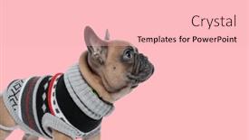  Presentation with dog - Presentation theme enhanced with picture-of-little-french-bulldog and a lemonade colored foreground