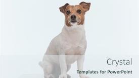  Presentation with russell - PPT theme consisting of picture-of-little-jack-russell background and a  colored foreground
