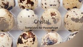  Presentation with quail - Presentation theme enhanced with small quail eggs in plastic background and a coral colored foreground