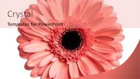  Presentation with gerbera daisy pink flower - Theme consisting of picture-of-pink-gerbera-daisy background and a coral colored foreground