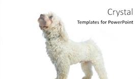  Presentation with leash - Presentation featuring picture-of-small-bichon-dog background and a white colored foreground