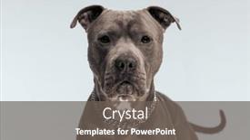  Presentation with leash - Slide deck consisting of picture-of-sweet-american-staffordshire background and a gray colored foreground
