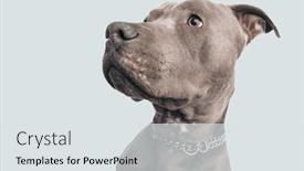  Presentation with leash - Slide set with picture-of-sweet-american-staffordshire background and a light gray colored foreground