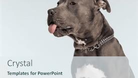  Presentation with leash - Slide deck consisting of picture-of-sweet-american-staffordshire background and a sky blue colored foreground