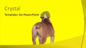  Presentation with english bulldog - PPT theme consisting of picture-of-sweet-english-bulldog background and a white colored foreground