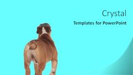  Presentation with english bulldog - Presentation enhanced with picture-of-sweet-english-bulldog and a white colored foreground