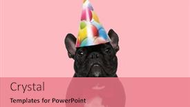 Presentation with birthday - PPT theme featuring picture-of-sweet-french-bulldog background and a coral colored foreground