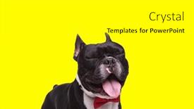  Presentation with sweet - Slide set consisting of picture-of-sweet-french-bulldog background and a white colored foreground