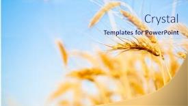  Presentation with crop - Colorful PPT theme enhanced with picture-of-wheat-crop backdrop and a sky blue colored foreground