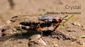  Presentation with fly - Slides consisting of picture-winged-fly-dorycera-graminum background and a coral colored foreground