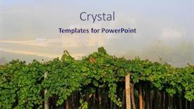  Presentation with autumn morning - Presentation theme featuring picturesque-and-well-kept-vineyard background and a lemonade colored foreground