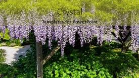  Presentation with decorate - Theme enhanced with picturesque-blooming-wisteria-decorate background and a gold colored foreground