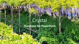  Presentation with decorate - Theme featuring picturesque-blooming-wisteria-decorate and a forest green colored foreground