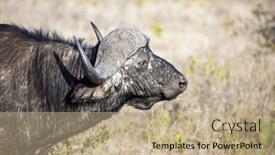  Presentation with savannah - PPT theme consisting of picturesque-buffalo-resting background and a coral colored foreground