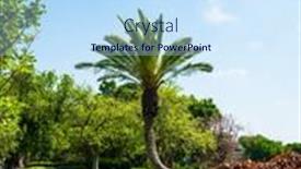  Presentation with palm tree - Slide deck with picturesque-curved-huge-palm-tree background and a sky blue colored foreground