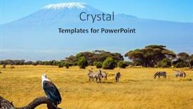  Presentation with savannah - Audience pleasing PPT layouts consisting of picturesque-family-of-zebras-grazes backdrop and a light blue colored foreground