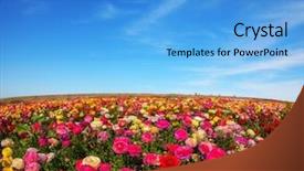  Presentation with export - PPT layouts enhanced with picturesque field of the blossoming buttercups flowers are grown for export in the nordic countries background and a teal colored foreground